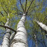 Why does a woman dream of birch trees?