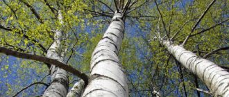 Why does a woman dream of birch trees?