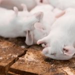 к чему снятся дохлые крысы? Подробное толкование сна