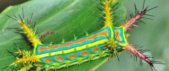 Why do you dream of caterpillars: full interpretation from dream books