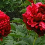 why do you dream about peonies?
