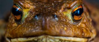 Why do you dream about toads? Detailed interpretation of sleep 