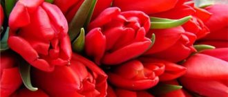 red tulips