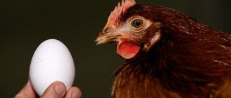 курица и яйцо