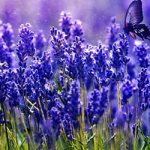 lavender in a dream