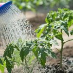 watering can