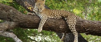 Leopard on a tree