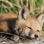 Little fox sleeping peacefully