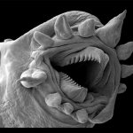 Microscopic worm