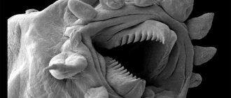 Microscopic worm