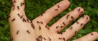 ants crawl on the body
