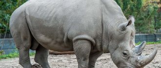 носорог во сне