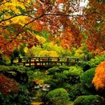 autumn garden in a dream