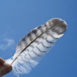 Feather in a dream