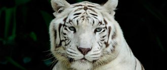 dreamed of a white tiger
