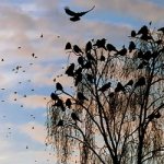 птицы на дереве