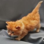 Рыжий котенок: толкование сонника