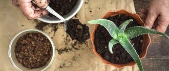 Planting aloe in a dream