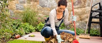 rake dry leaves