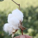 dream of cotton
