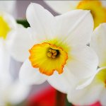 I dream about daffodils