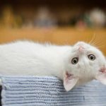 Сонник белый котенок