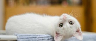 Сонник белый котенок