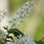 Dream interpretation bird cherry