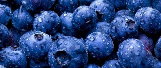dream book blueberries