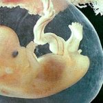 сонник эмбрион