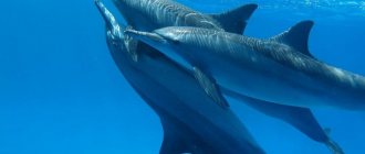 сонник много дельфинов в море