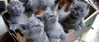 сонник много серых котят
