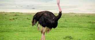 Dream interpretation ostrich