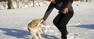 Dream interpretation bitten by a wolf