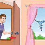 Dream Interpretation: a bird flew into the house