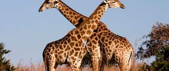 сонник жираф