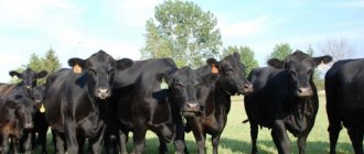 Herd of black cows