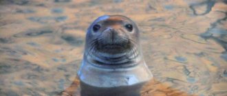 seal