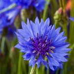 cornflowers