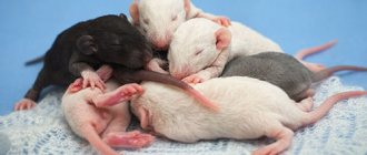Видеть маленьких крысят во сне