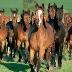 see a herd of running horses in a dream