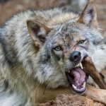 A wolf attacks in a dream - what does it mean?