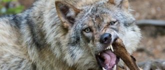 A wolf attacks in a dream - what does it mean?