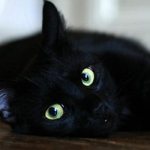 заболевшая черная кошка