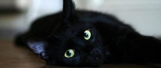 заболевшая черная кошка