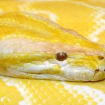 Yellow boa constrictor